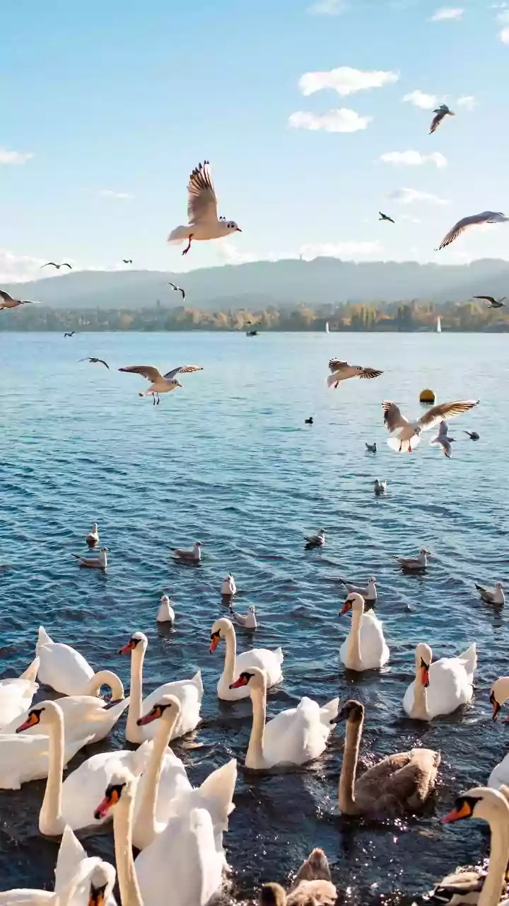 India's Avian Jewels: 10 Lakes Where Birdlife Flourishes and Migrations Dazzle