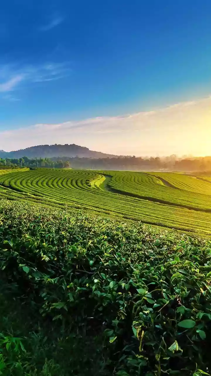 India Sets Out To Update Pesticide Contamination Norms For Domestic Tea Brands