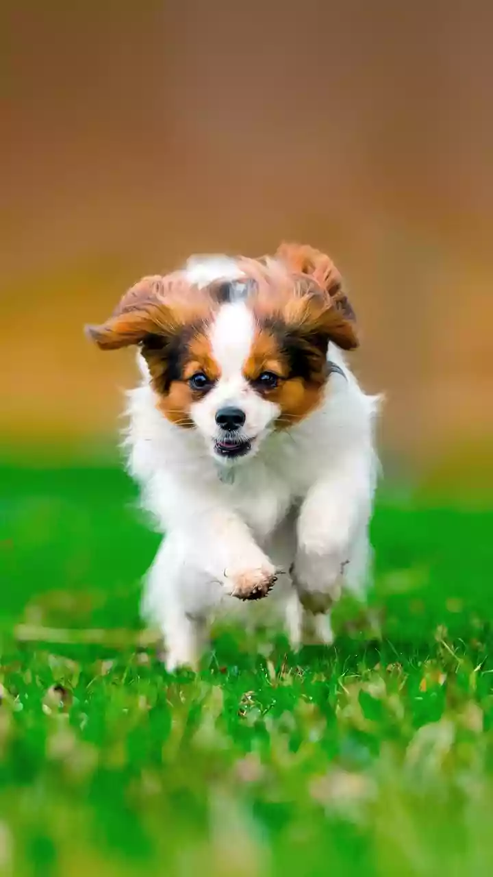 Big Personalities in Small Packages: Meet 5 Tiny Dog Breeds