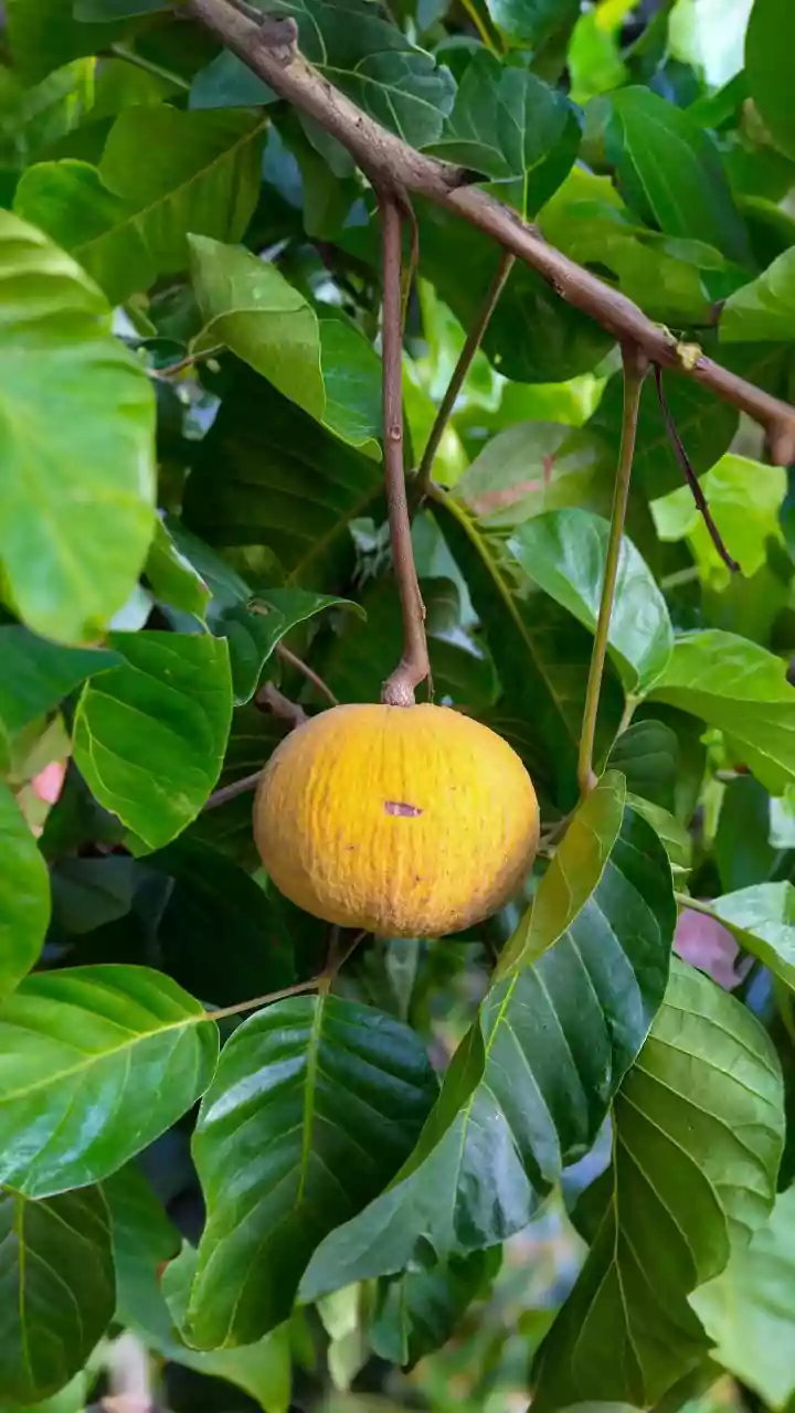 Black Sapote: The Chocolate-Flavored Superfruit Revealing Its Nutritional Powerhouse