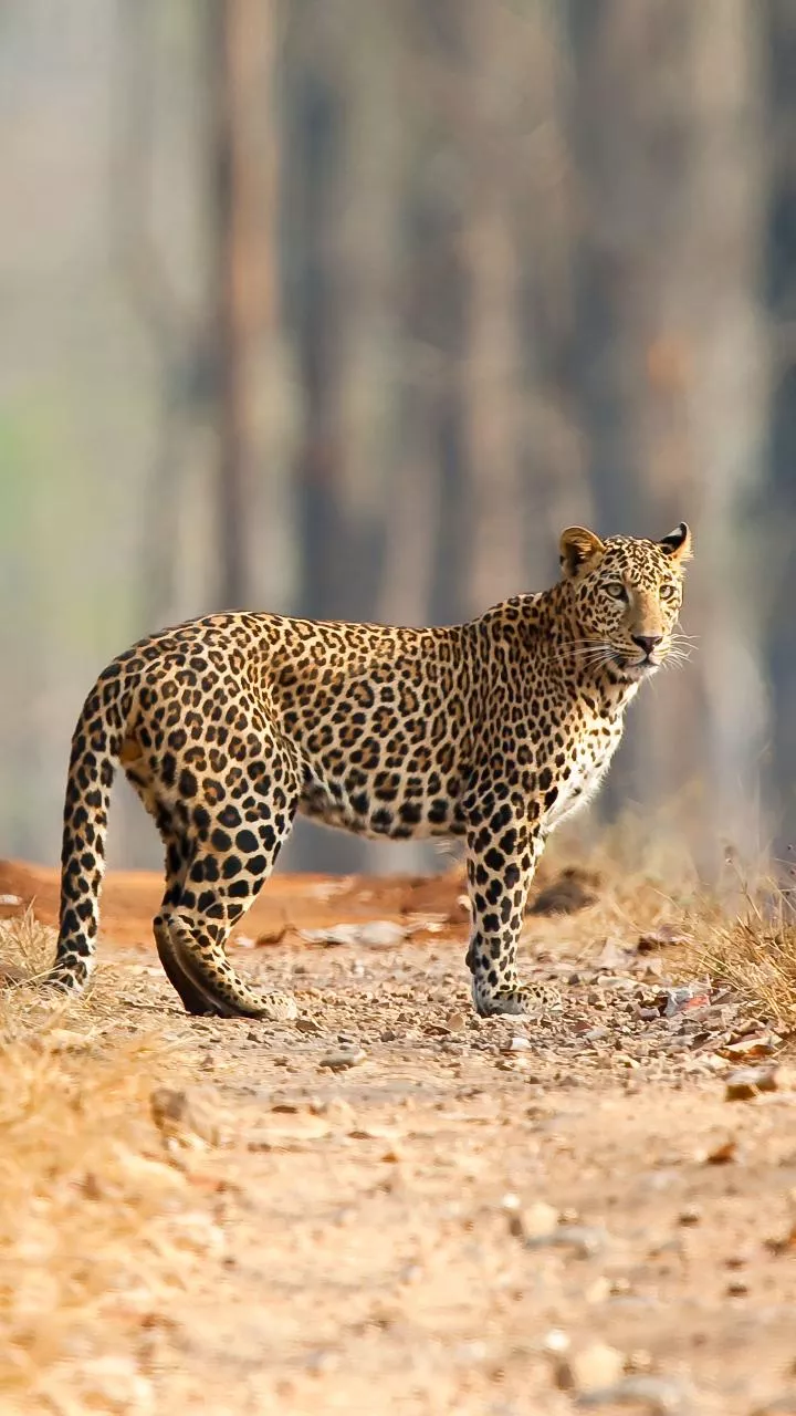 Leopard Kills Girl in Uttarakhand, India