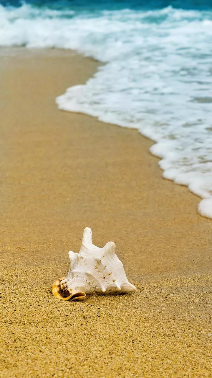Where do seashells come from?