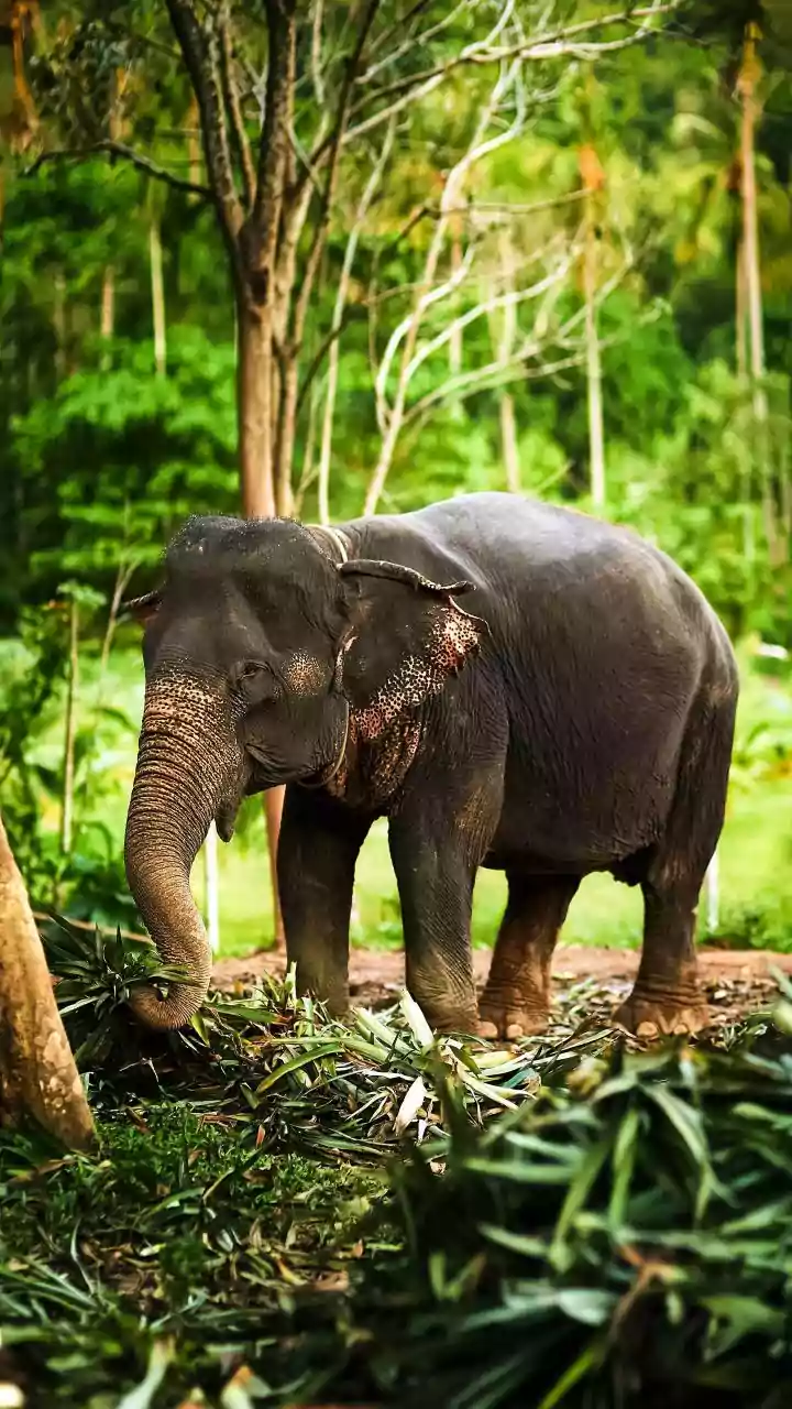 Why Chiang Mai's ethical elephant sanctuaries are must-visit stops on budget visa-free Thailand itineraries