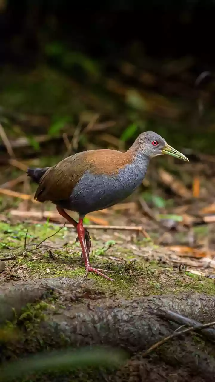 South Andaman's Rainforest Birding Trail Highlights the Limits of a Sightings List Alone