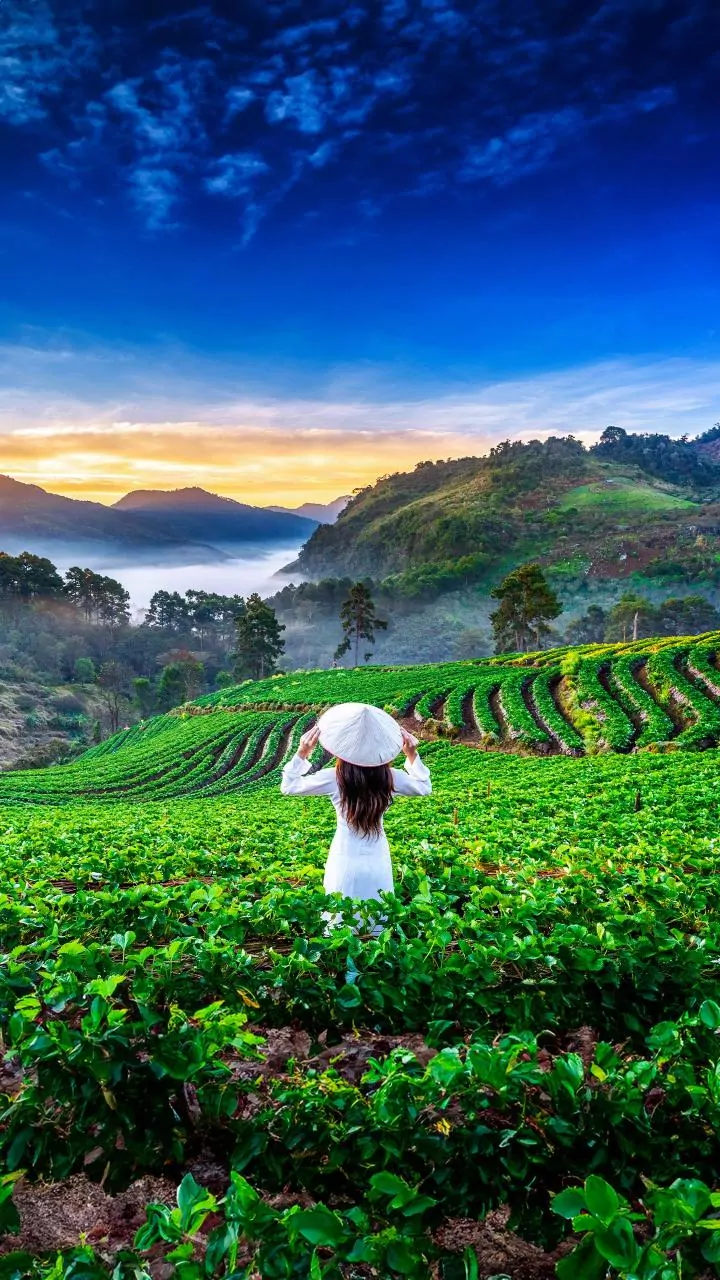 India's Indigenous Strawberry Project: The Meaning of the Current Development