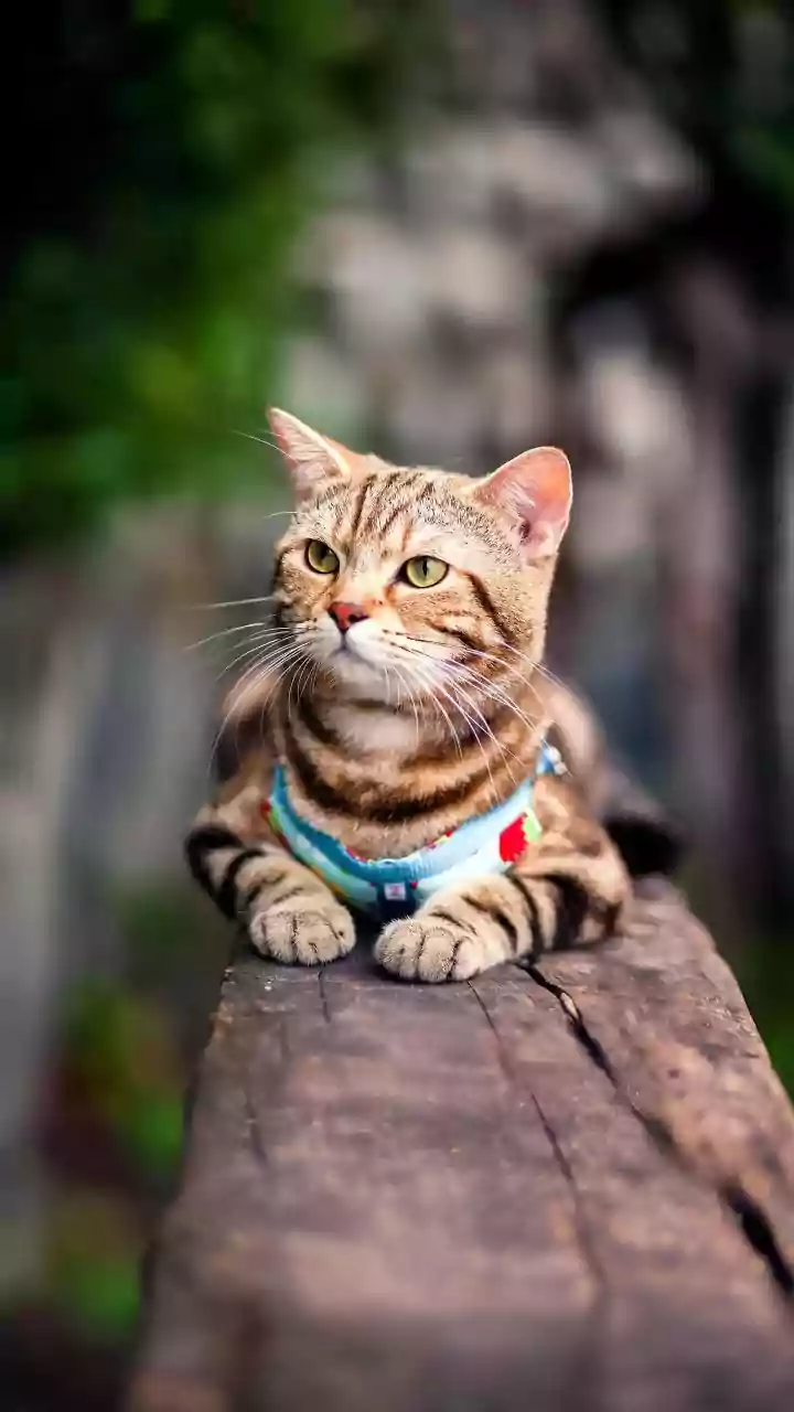 Bem-estar felino: Identifique os sinais de estresse em gatos e saiba como agir
