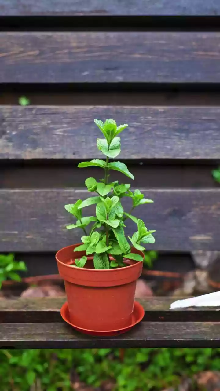 Fresh Herbs At Home? Balcony Gardening Is Gaining Ground This Rainy Season