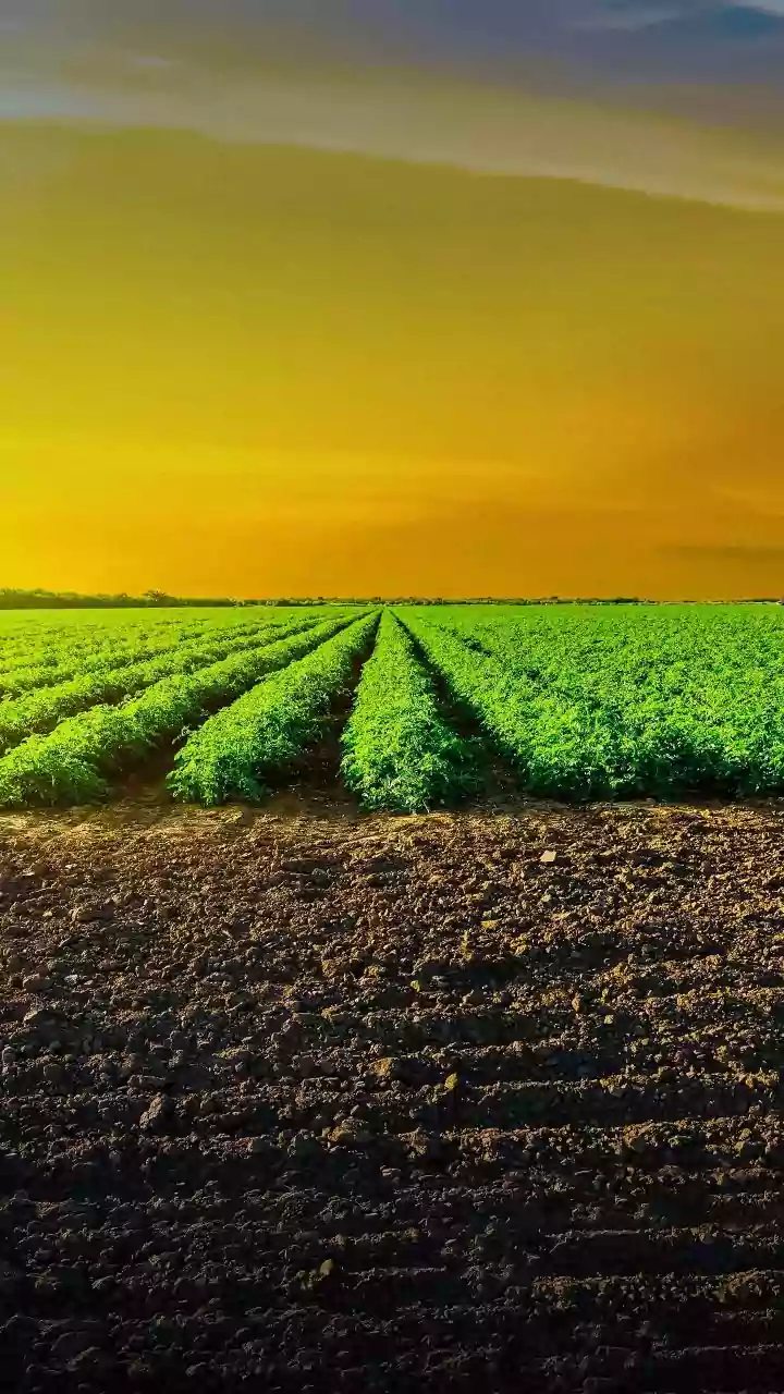 India, Argentina ink 2025-27 work plan to strengthen cooperation in agri sector