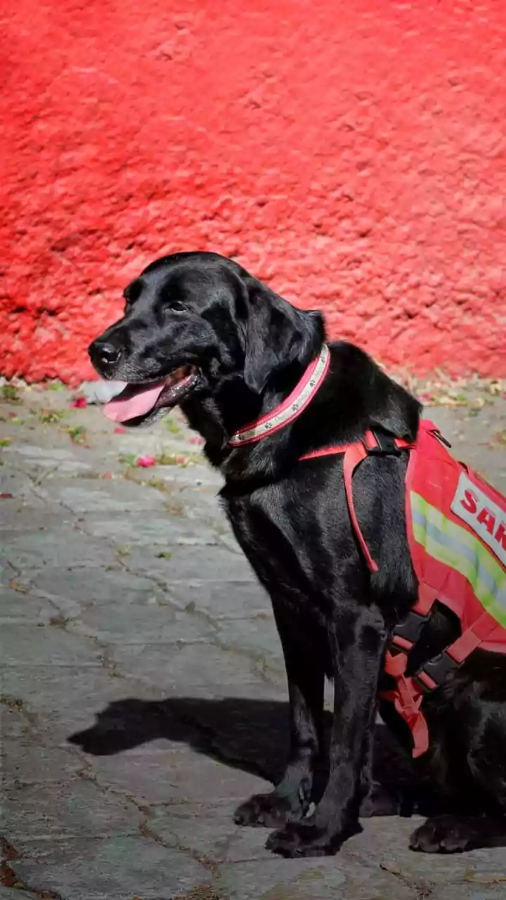 Dog census essential for success of Animal Birth Control programme: Report