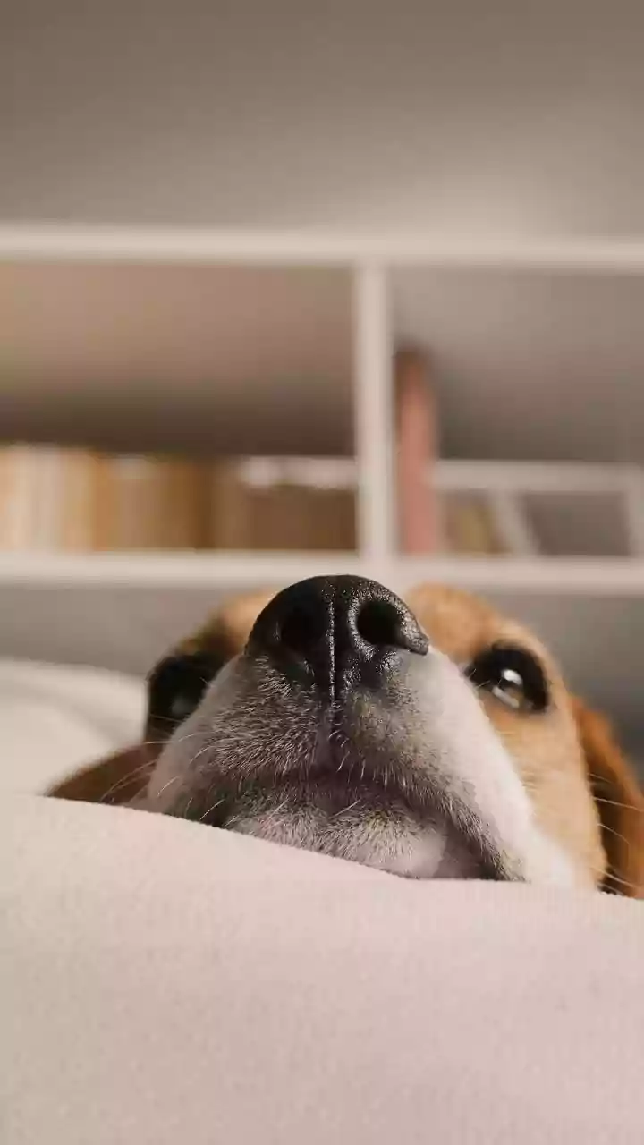 How Air Pollution Is Affecting Pets And What Pet Parents Can Do