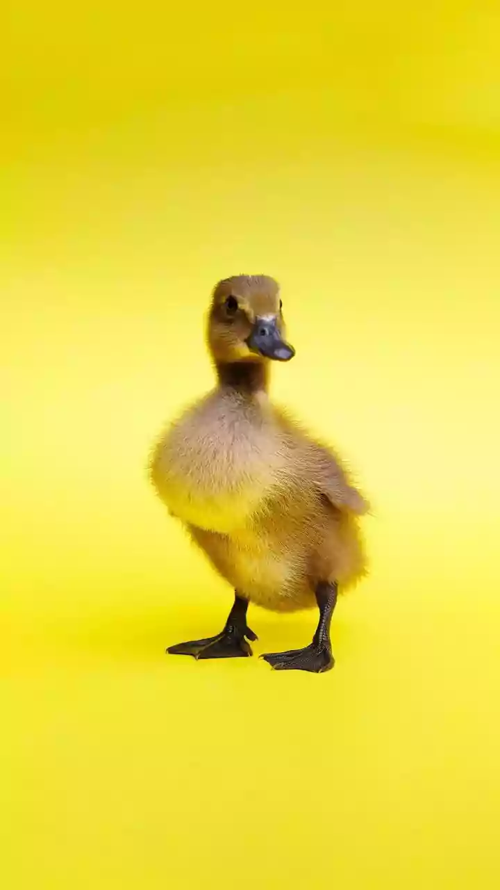 Lula sanciona lei que proíbe a venda e produção de foie gras