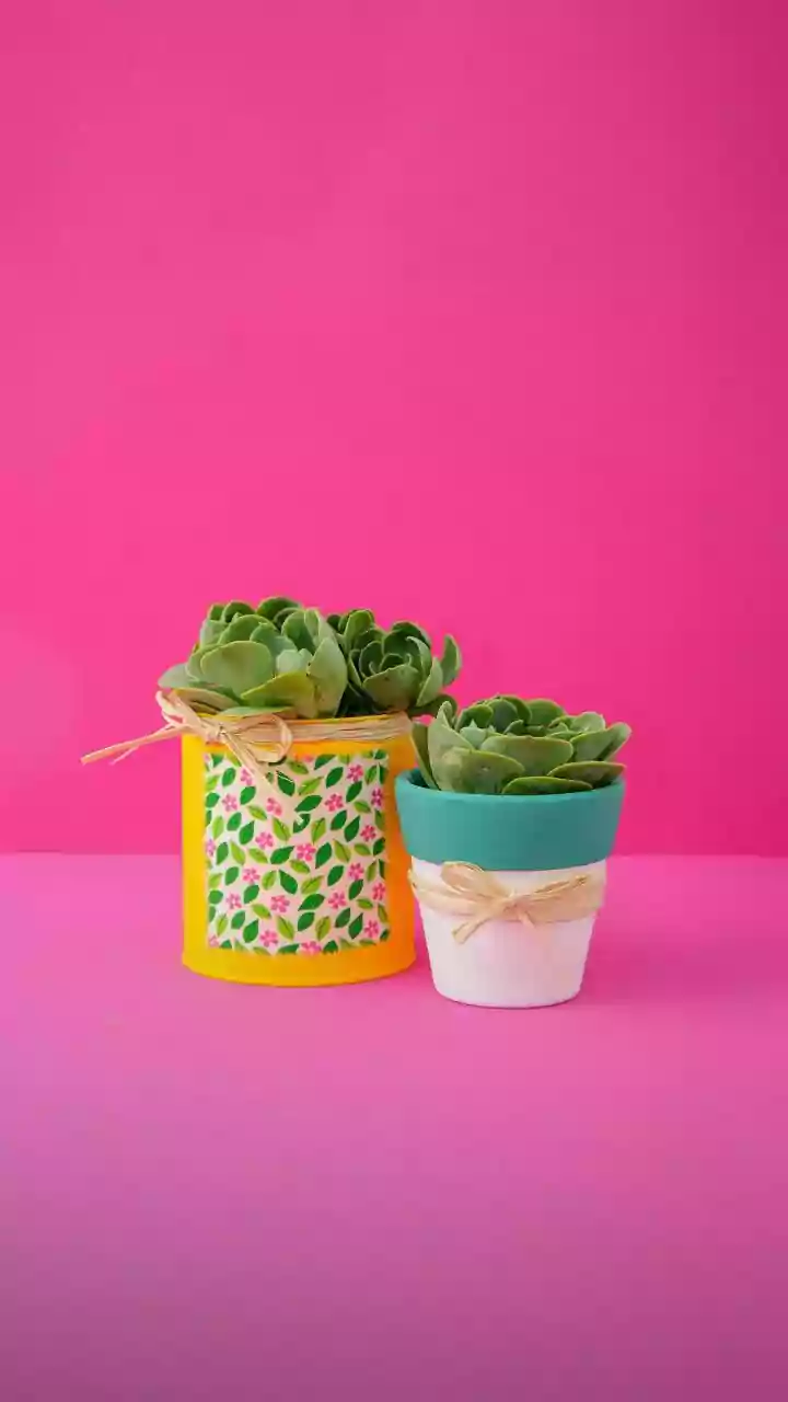 Upcycled Planters Should Still Meet Basic Plant-Care Needs