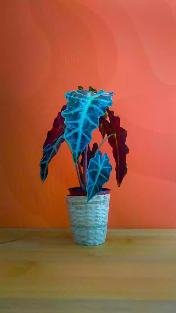 Houseplants Add Beauty, But New Research Questions Their Air Cleaning Impact