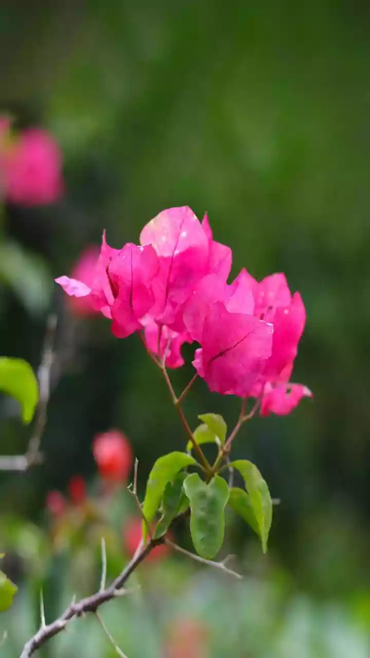 Bathery's Magnificent Bougainvillea Blooms Anew in a Spectrum of Colors