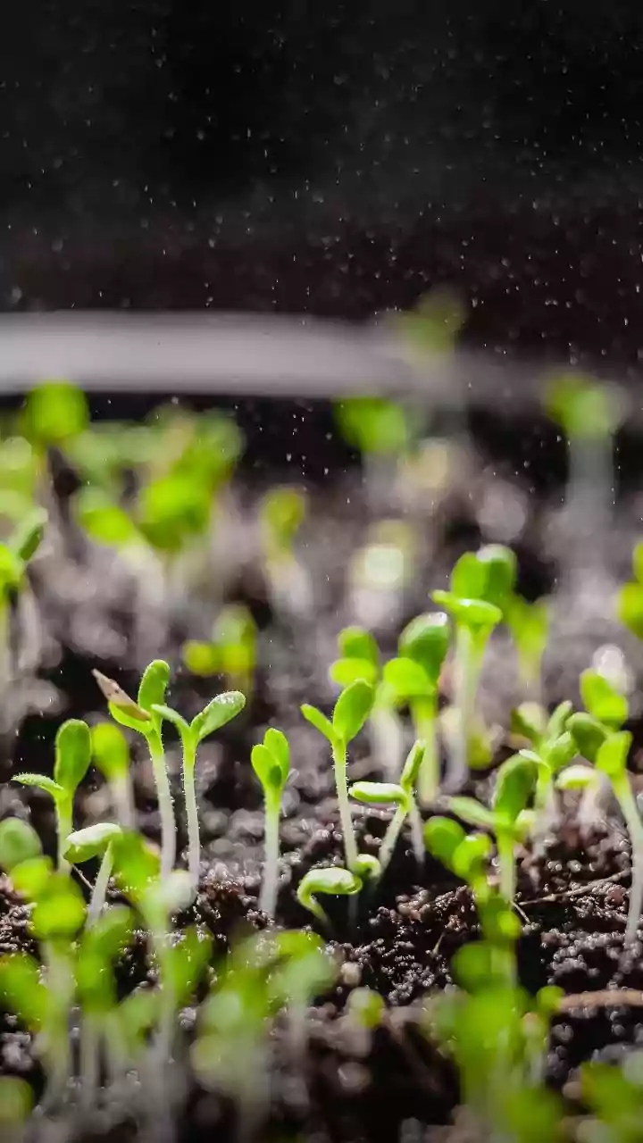 Monsoon Gardening Made Simple For Beginners