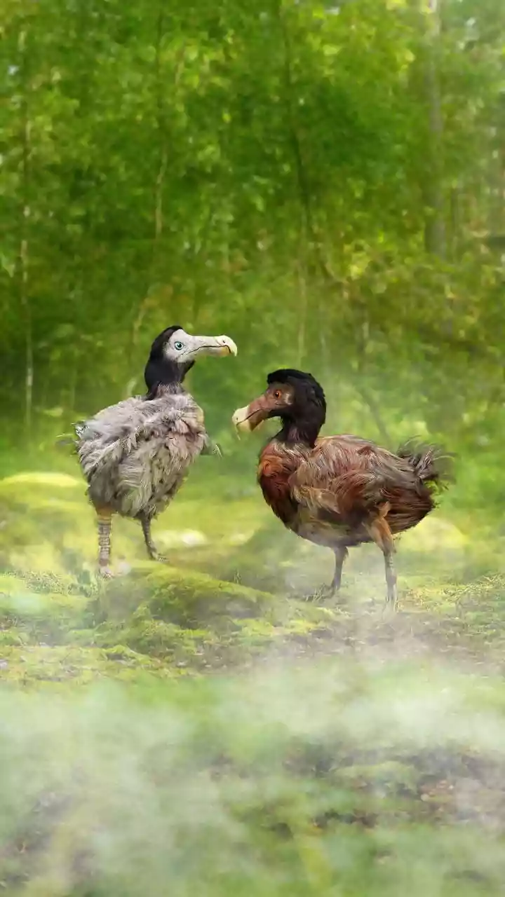 A Closer Look at Non-Destructive Research on Extinct Animals Through Digital CT Reconstruction of Dodo Skulls