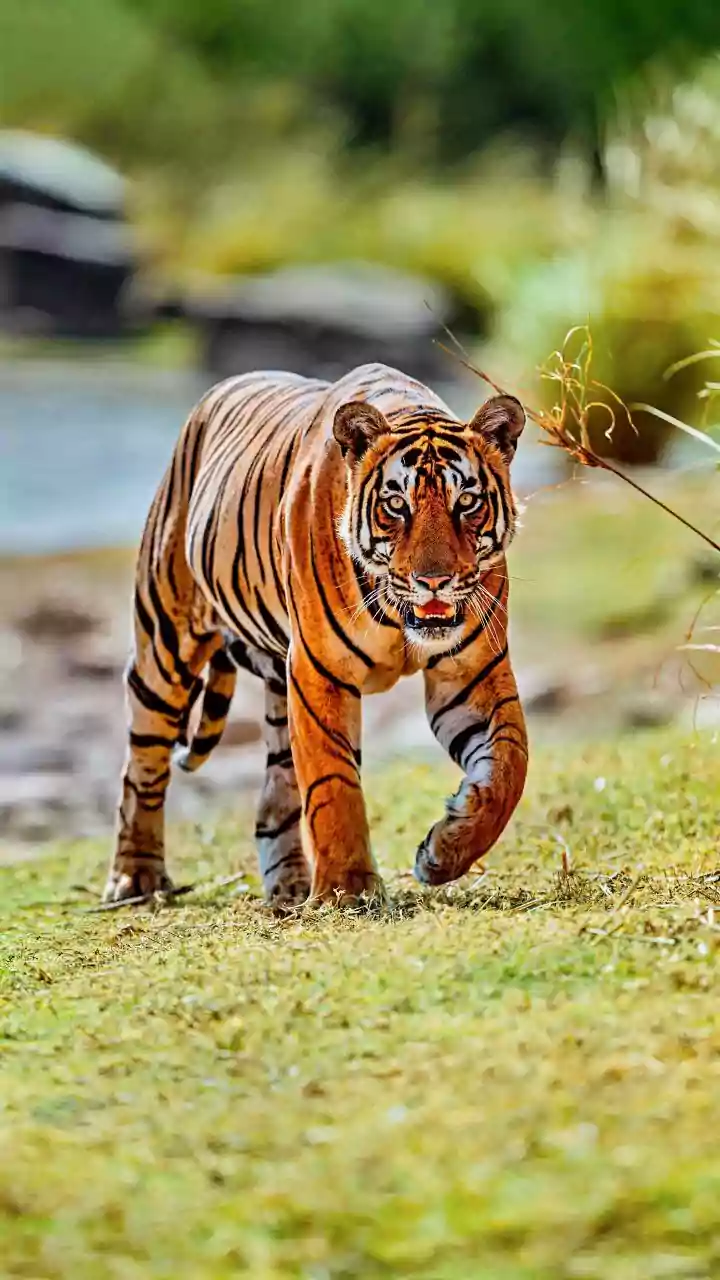 August Monsoon Wildlife Safaris Are Winning Over More Young Indian Travellers