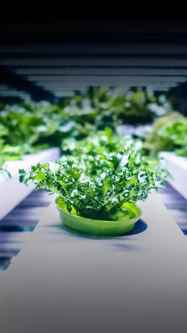 How to grow kale indoors
