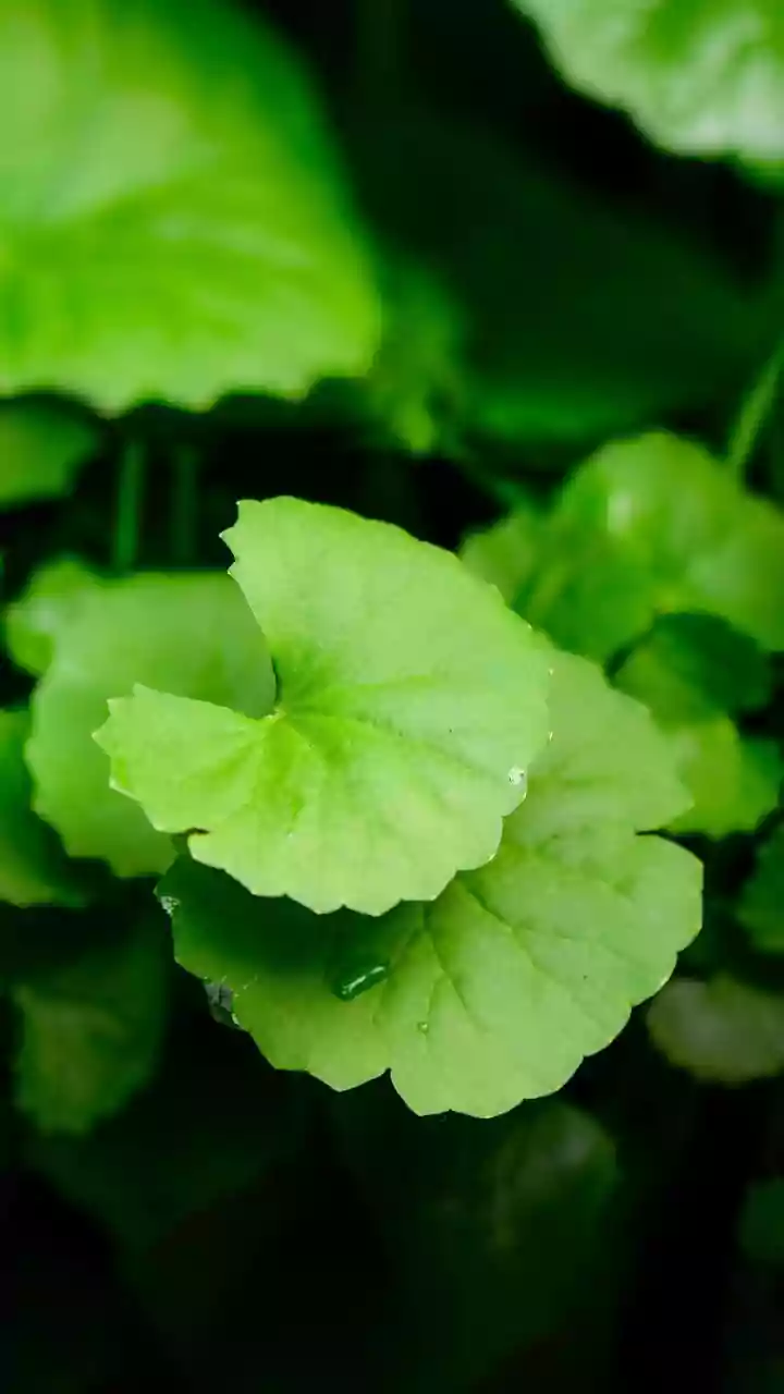 Centella Asiatica: Your Ultimate Solution for Soothing Red, Irritated Skin