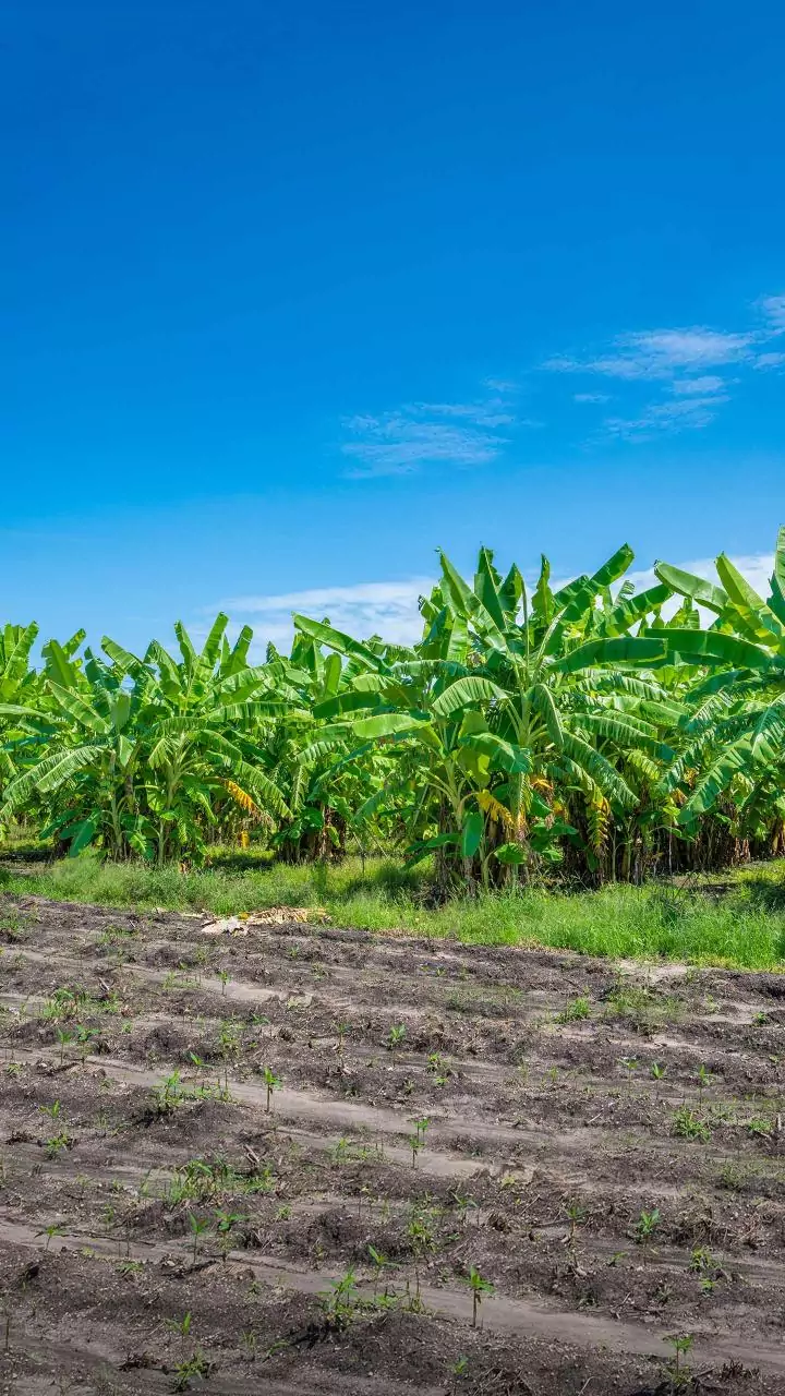 UP sugarcane farmer nearly doubles yield after experimenting with trench pit method, intercropping