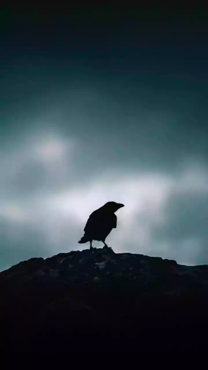 Bird flu confirmed in dead crows found in Chennai