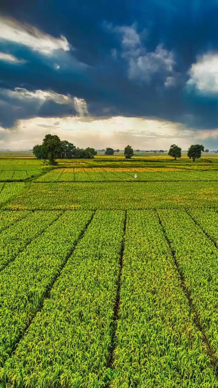 India's 2026 monsoon will determine crop yields and food prices