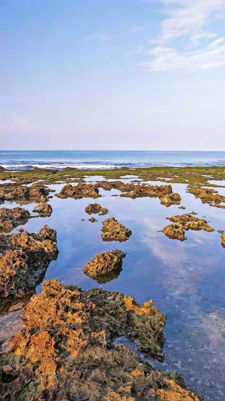 Coastal Mangrove Bio-Shield Projects Gain Momentum Along Eastern Coast To Stop Tidal Erosion