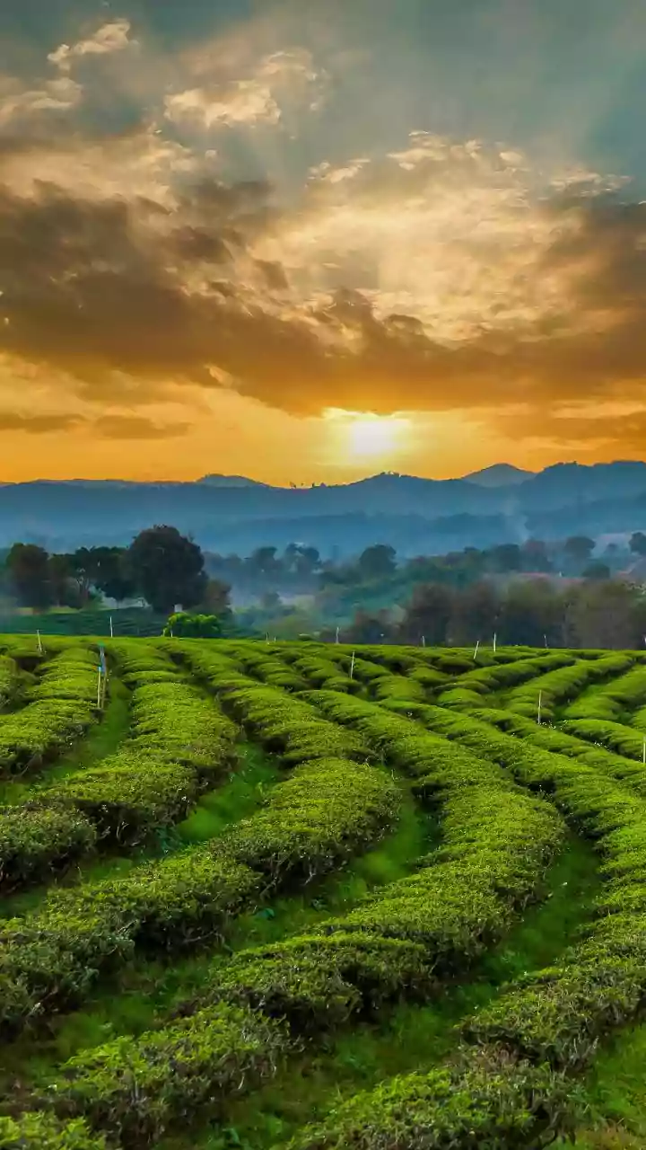CM orders steps for bettering lives of tea garden workers; AIIMS, IIT to come up in north Bengal