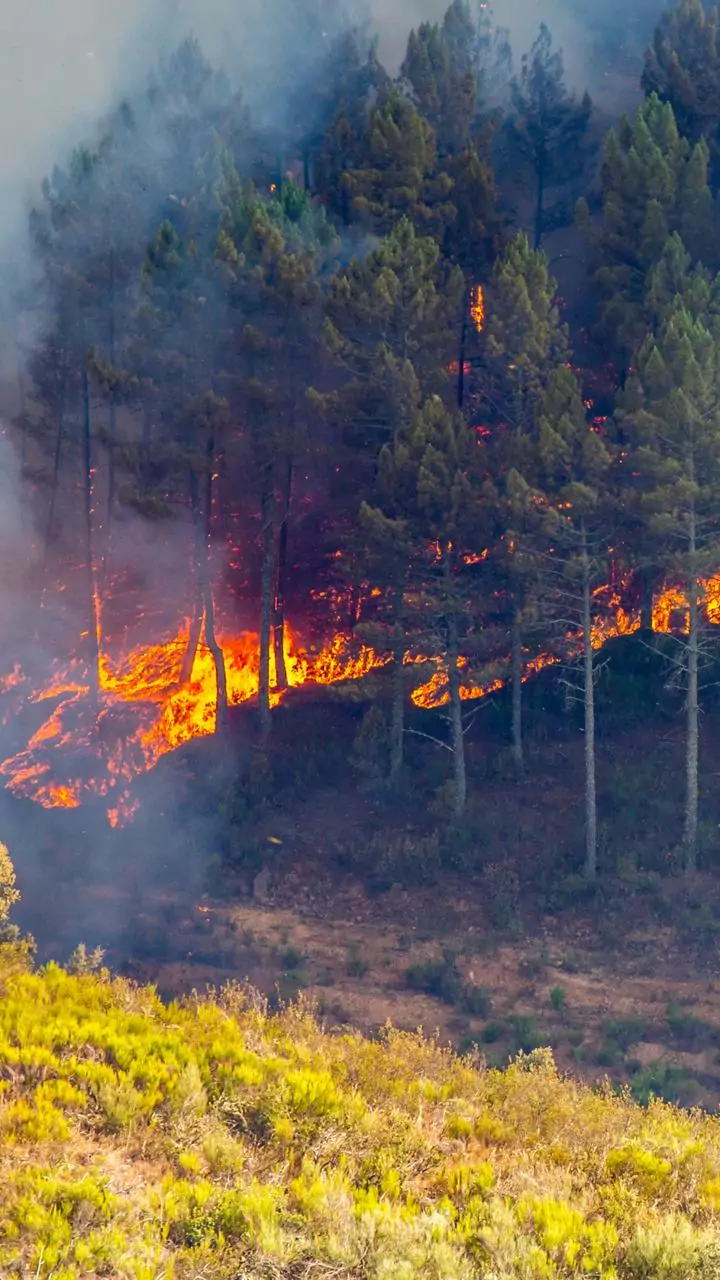 Punjab sees over 4,000 farm fires since mid-September