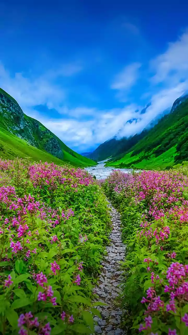 Uttarakhand's Valley of Flowers Opens for Tourists: Everything to Know Before You Visit