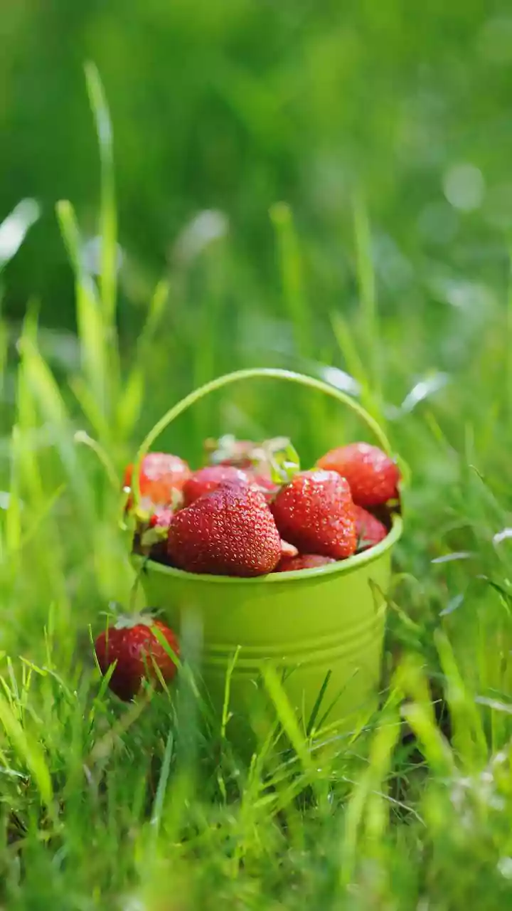 India's Indigenous Strawberry Project: The Route From Imported Planting Material to Locally Bred Varieties
