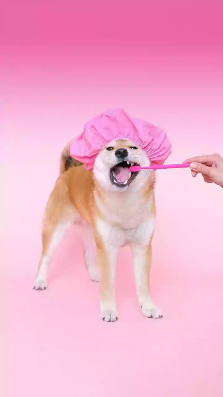 Grooming Routines Are Part Of Modern Pet Parenting