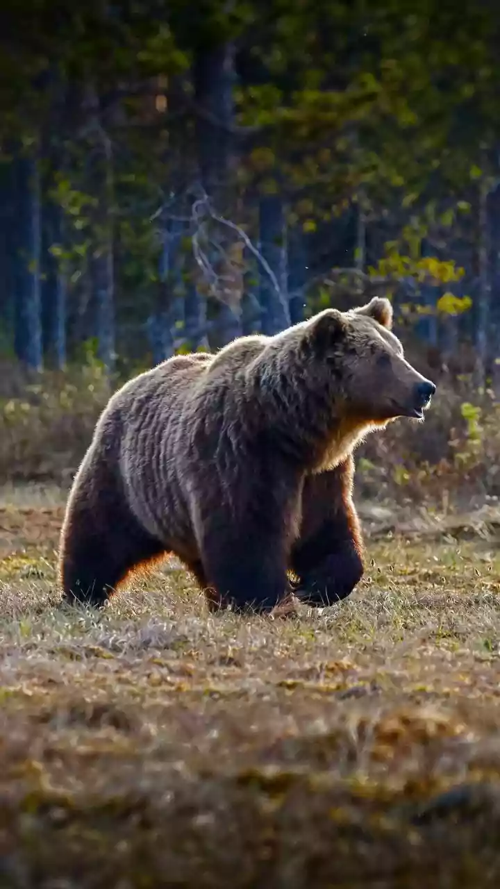 World Bear Day 2026: History, significance, theme, and best bear-watching destinations