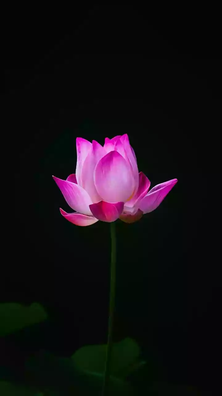 Crispy air fried lotus stem snacks offer health conscious city residents guilt free options