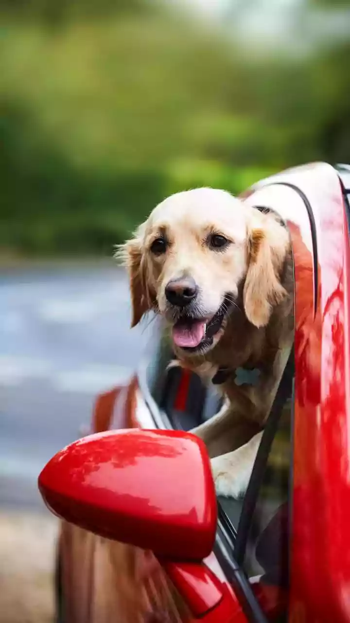 Levar cachorros e gatos soltos no carro pode gerar multa e colocar passageiros em risco