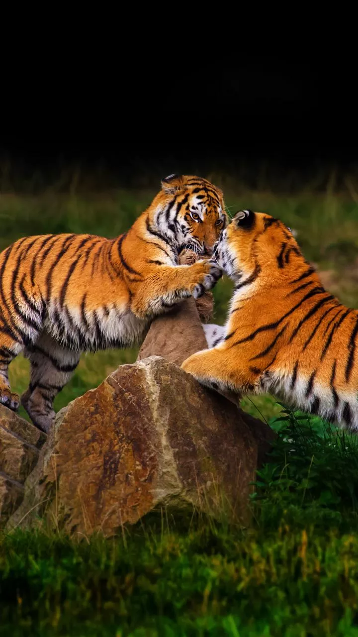 Tiger attacks, injures elephant calf in Nilgiris