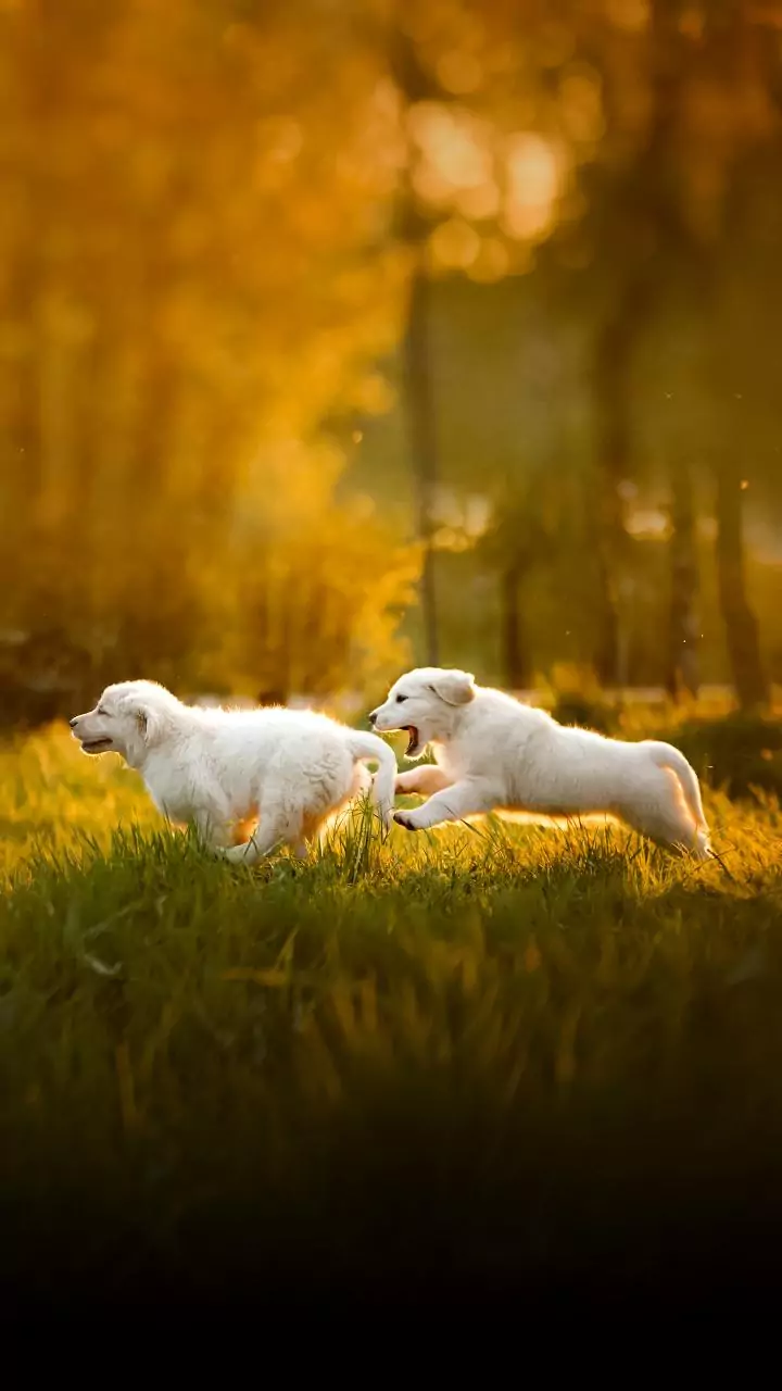 Stray dogs injure 32 in Haryana's Nuh; rabies fears loom