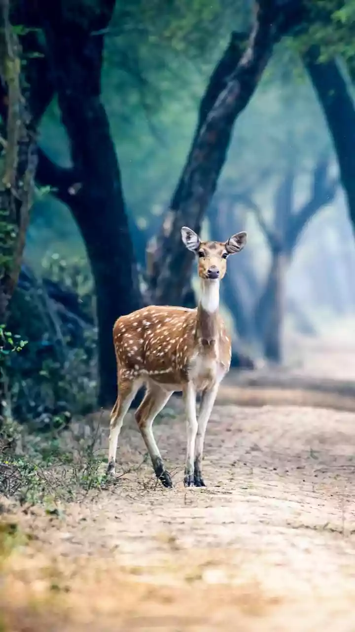 1,370 wildlife rescues in Delhi during 2024-25 as govt intensifies conservation efforts