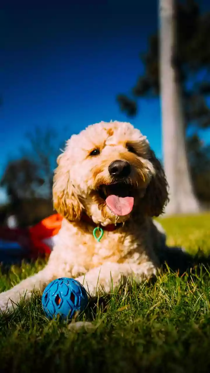 Winter breeze sparks new games for playful dogs