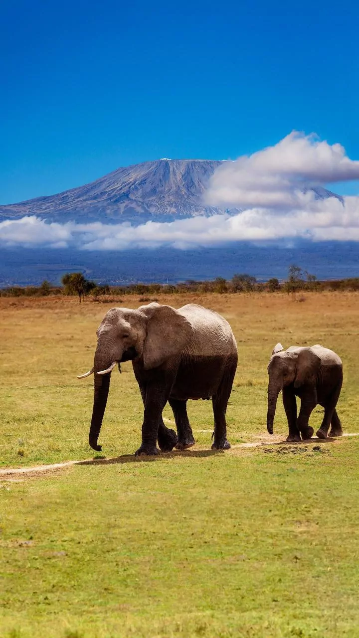 Wildlife Wonders: Exploring 8 Top Countries