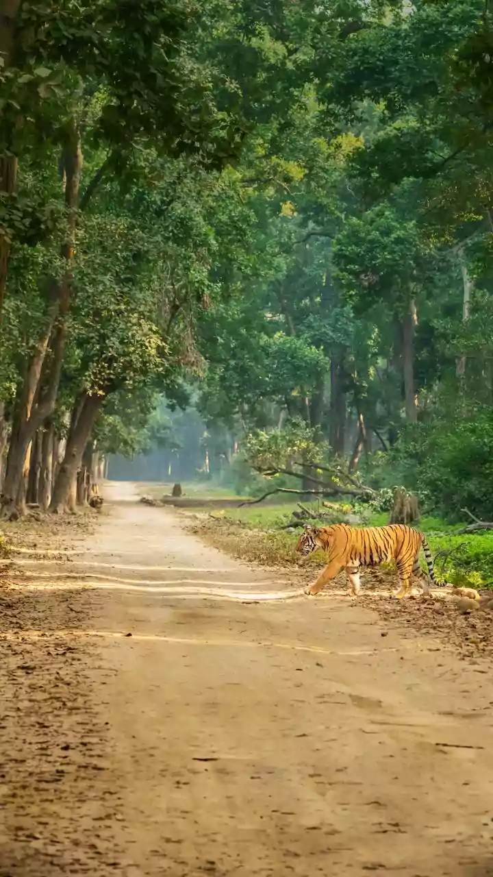 Tiger Sighting Prompts Camera Traps in Odisha
