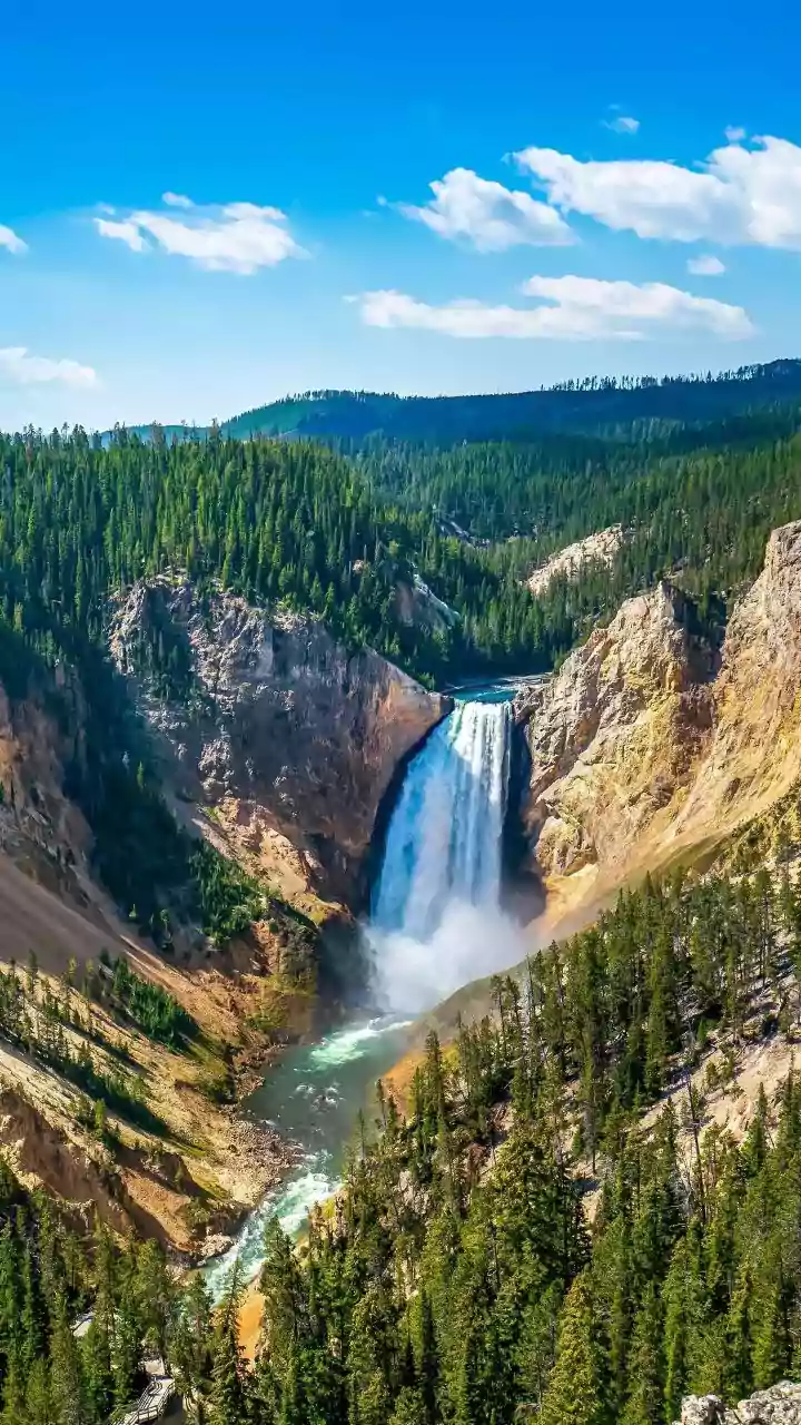 Yellowstone's Majestic Five: Spotting the Park's Most Powerful Wild Residents