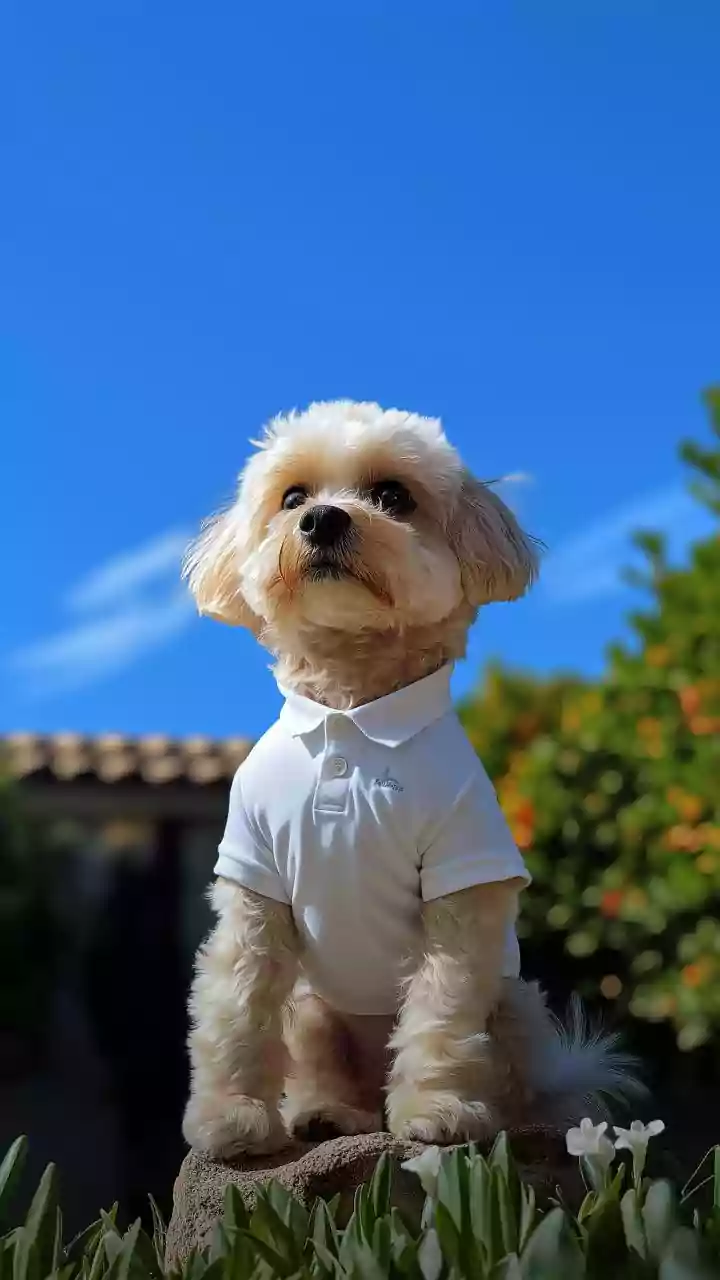 Chill nights spark viral trend — dogs guard blankets fiercely