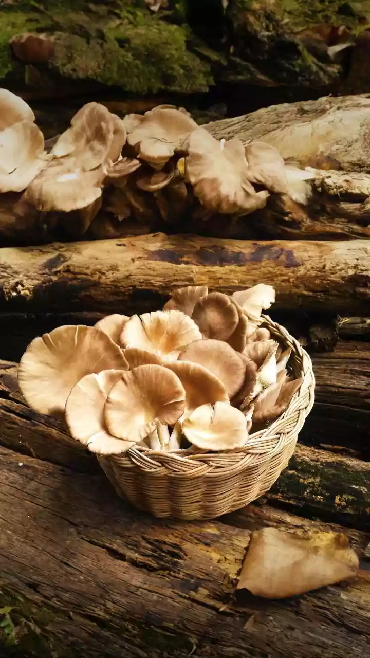 Cultivating Delicious Oyster Mushrooms at Home