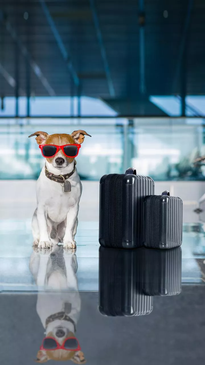 Stray dog causes 2-hour delay at Mumbai airport