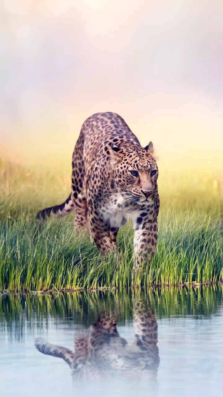 Leopard captured after straying into human settlement in Palakkad