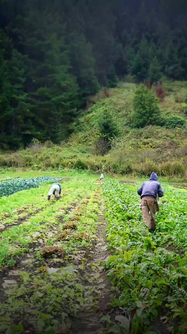 Kashmir's Morel Mushroom Miracle: Cultivating the Prized Gucchi