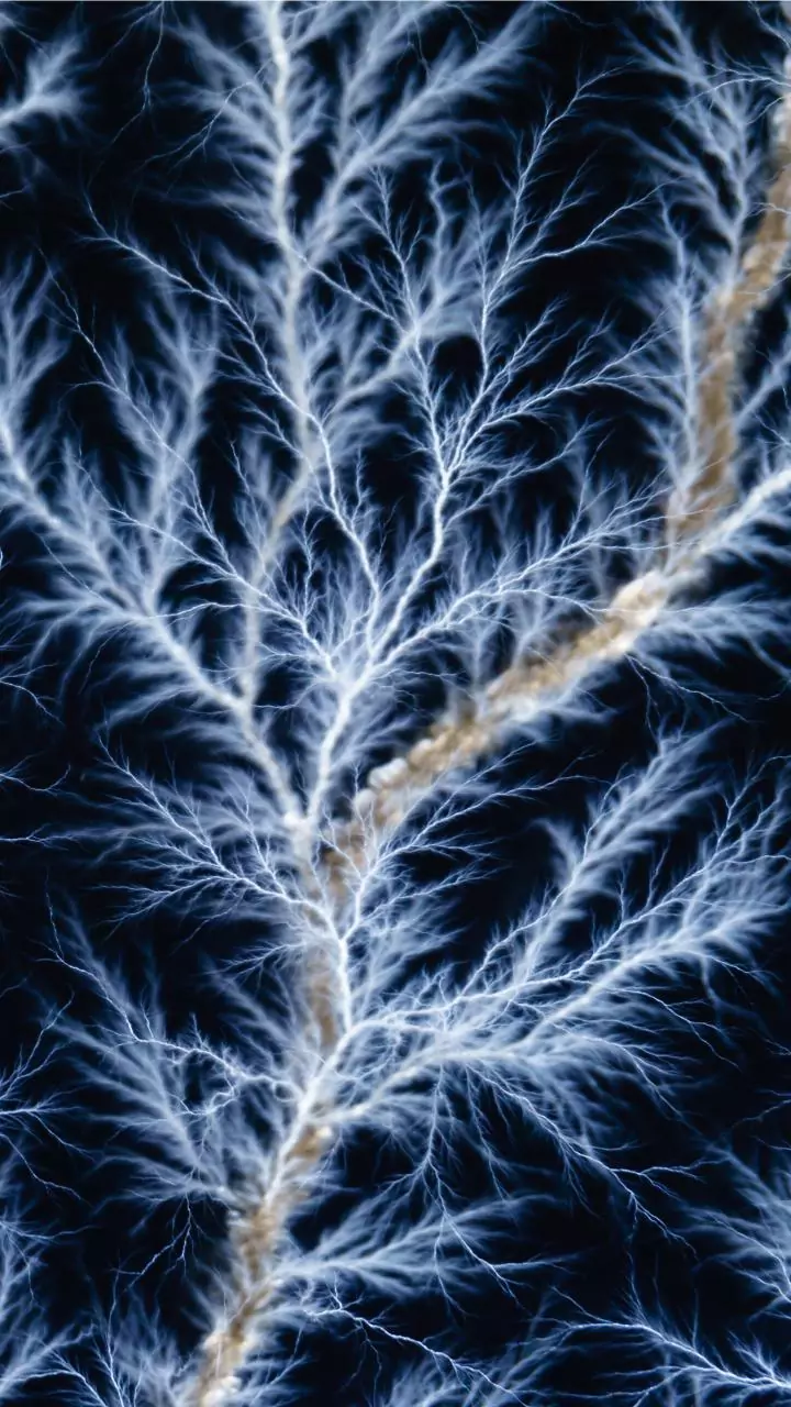 BRIC-RGCB scientists identify new type of neural stem cells