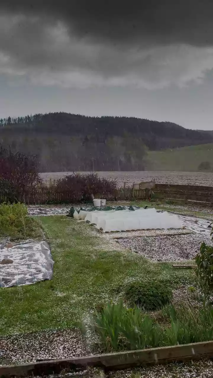 Hailstorm Causes Damage to Orchards in Shopian, Officials Assess Impact