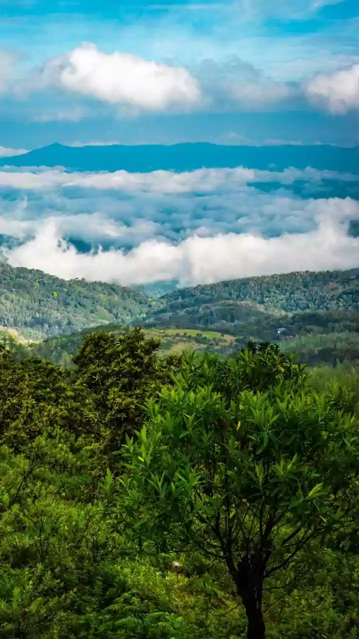 Why Misty Weather And Lush Greenery Make Coorg Coffee Estates Ideal Winter Spot For Tourists
